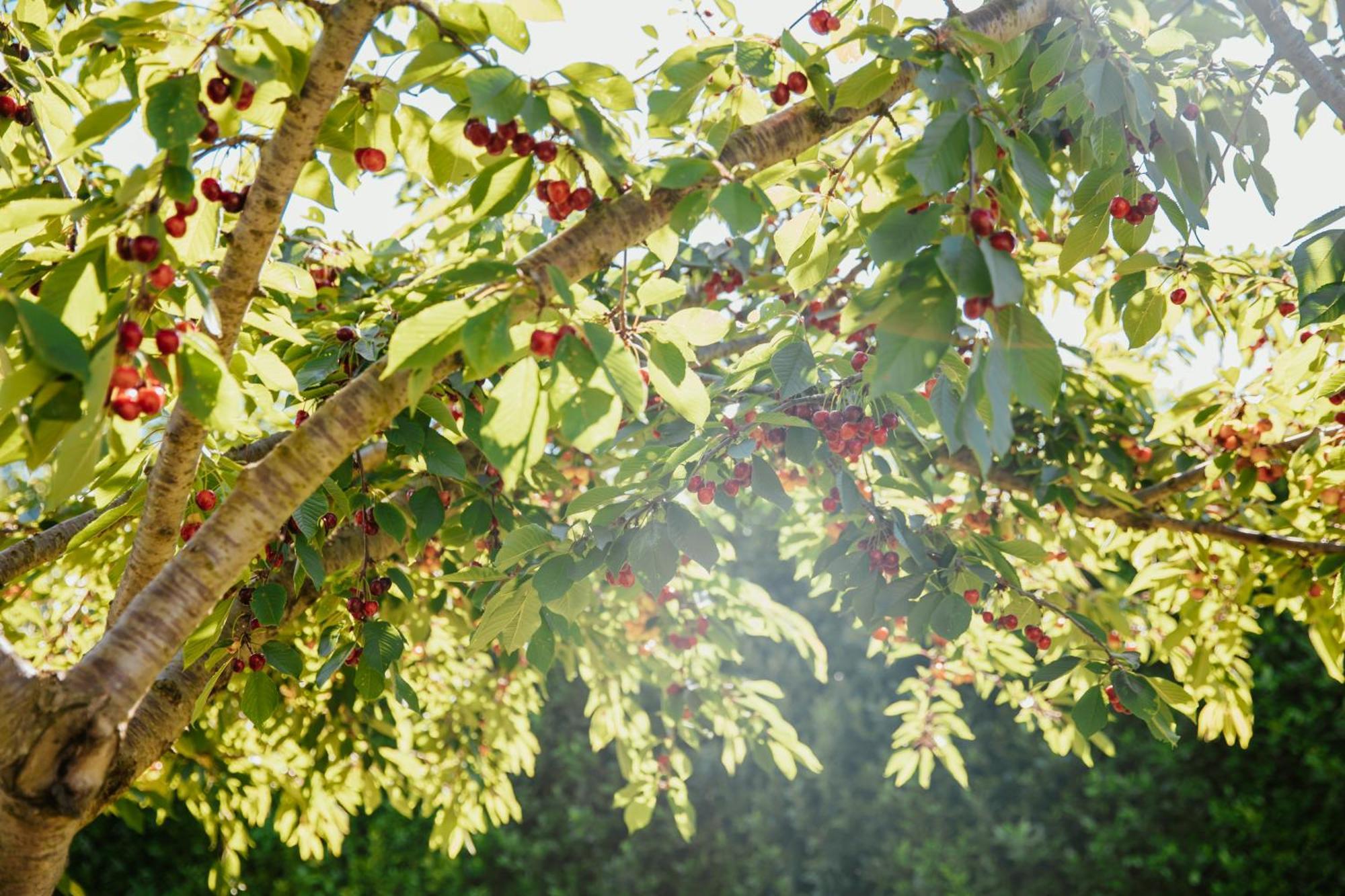 Divina Costiera Villa Agerola Dış mekan fotoğraf